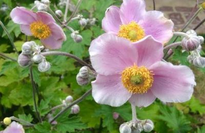                                                ** LES JOLIES FLEURS Du JARDIN **