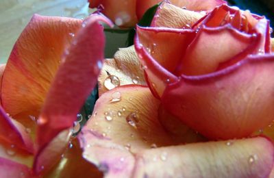 il pleut sur les roses