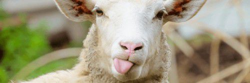 Bêêêêêêêêêêêêêêêêê