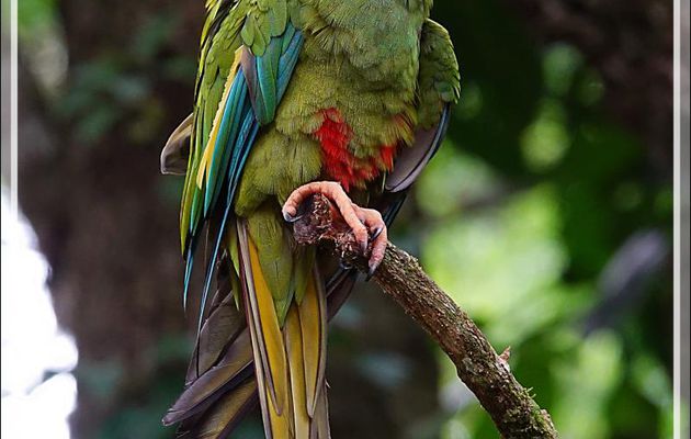 Ara d'Illiger, Blue-winged macaw (Primolius maracana) - Parque das Aves - Foz do Iguaçu - Brésil