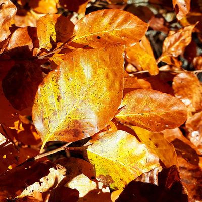 Le 26 de ce mois d'octobre