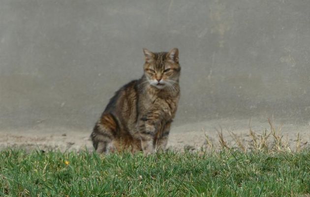APRES  14  ANS  DE  TENDRESSE, ATHOS  NOUS  A  QUITTE