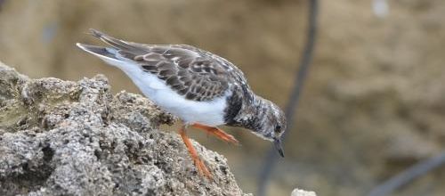 ... oiseau...