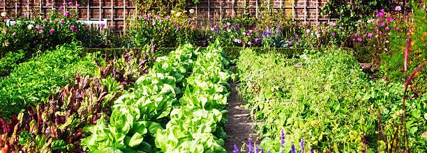 Potager bio