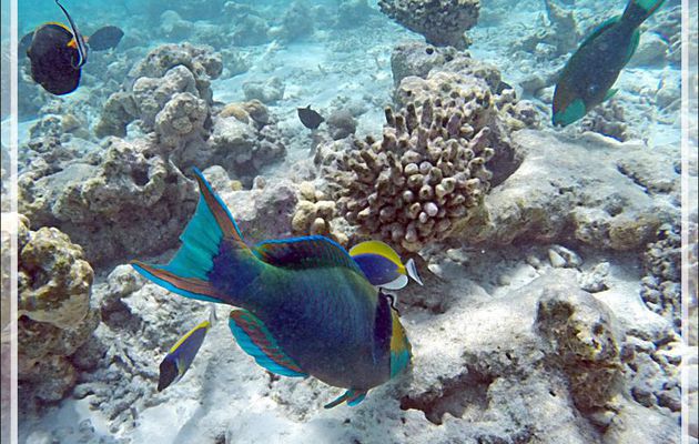 Snorkeling : Perroquet à gorge verte, Singapore parrotfish, Green-face parrotfish (Scarus prasiognathos) - Moofushi - Atoll d'Ari - Maldives