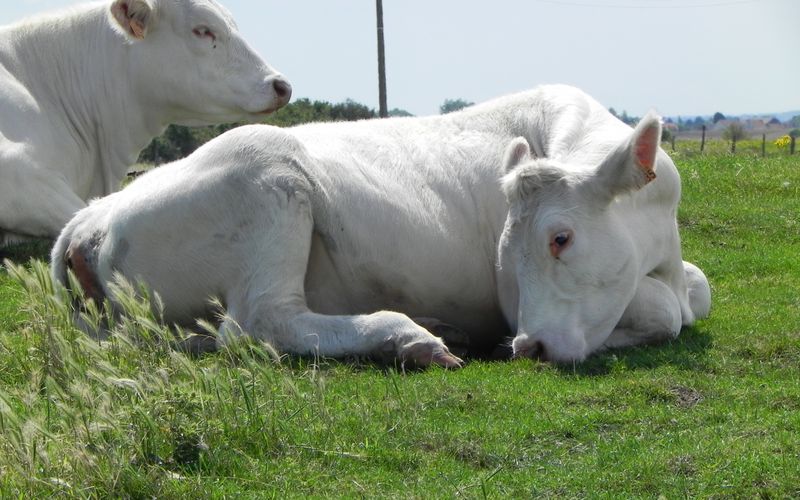 UNE BELLE VACHE