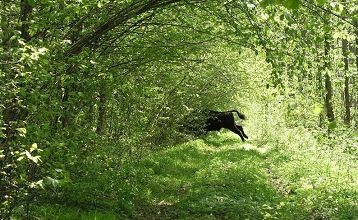 Forêts anciennes ... 