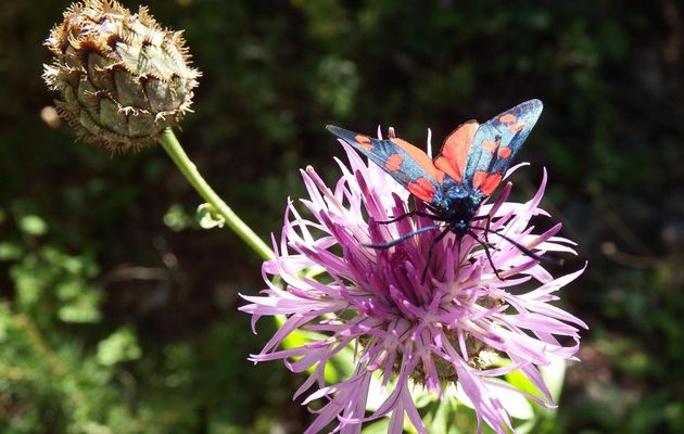 une zygène ... ou goutte de sang