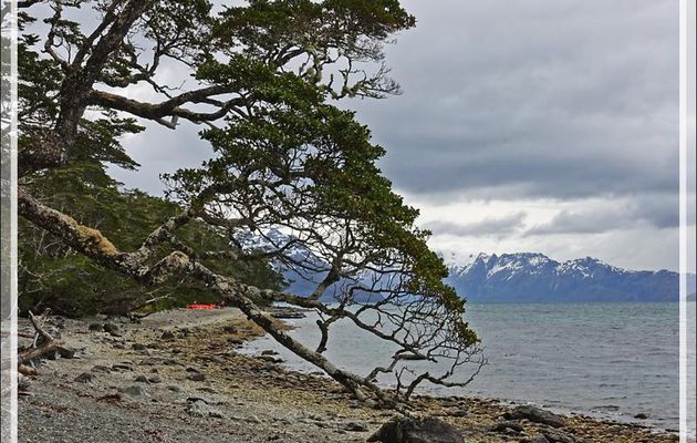Nous longeons une forêt quasiment impénétrable composée de nothofagus (faux-hêtres), cannelliers, etc. - Glacier Aguila - Terre de Feu - Patagonie - Chili