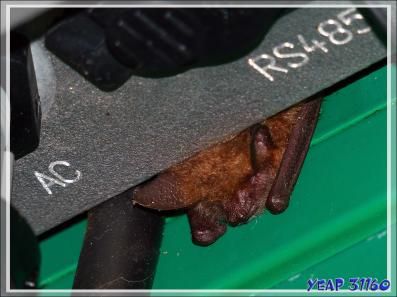 Une chauve-souris se tient au chaud - Lartigau - Milhas - 31