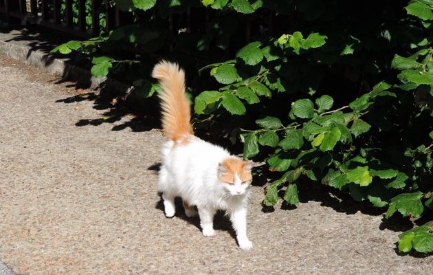 rencontre avec minou 