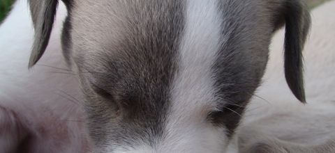 Fidelio en plein repas