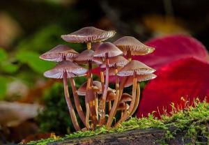 Les champipi, les champignons.
