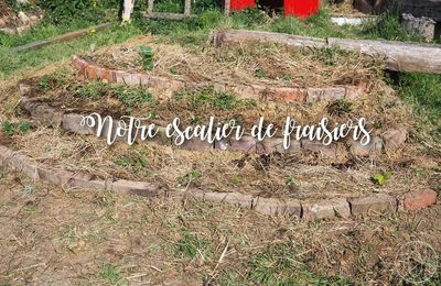 Une butte de fraisiers au potager