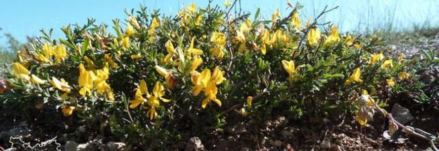 Genista pilosa  -  genêt poilu