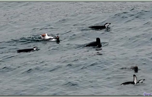 Le bain des Manchots papous et à jugulaire - Cooper Bay - Géorgie du Sud
