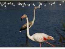 Flamants roses (Phoenicopterus roseus) adulte et juvénile...