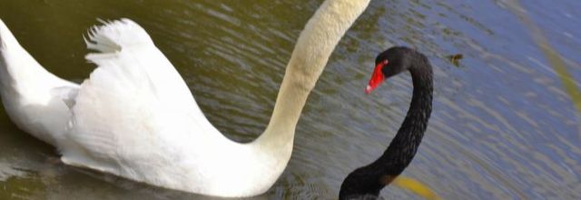  Fais moi un  cygne 