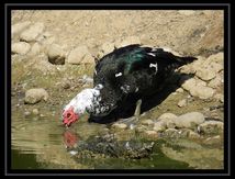 Canard de Barbarie...