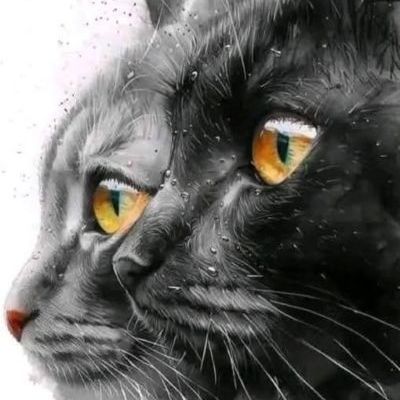 Nostradamus et ses prophéties mystérieuses sur les chats