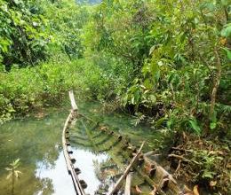 L'étonnant écosystème des mangroves de Tha Pom Khlong Song Nam