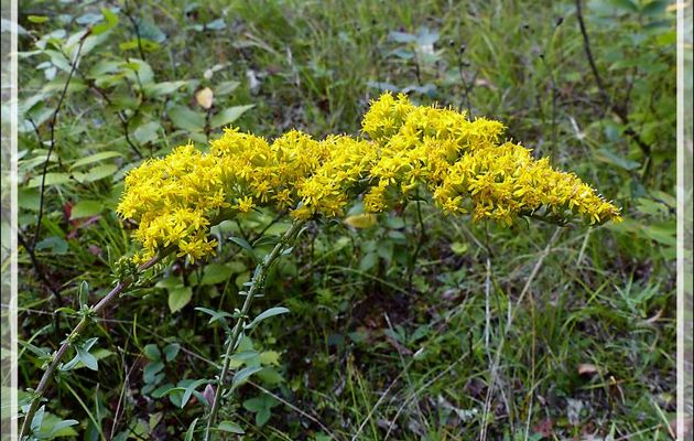 Solidage ou Verge d'or, Goldenrod (Solidago sp) - Petit Lac Preston - Duhamel - Outaouais - Québec - Canada