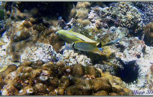 Poisson-papillon à chevrons ou Chétodon tête de flèche (Chaetodon trifascialis) - Anse Takamaka - Mahé - Seychelles