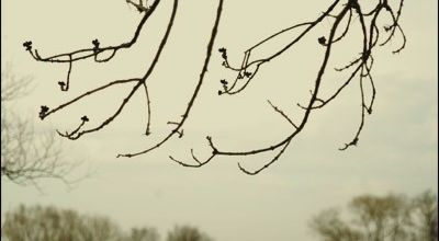 Branchée au ciel