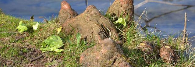 Lac Daumesnil, bois de Vincennes : les pneumatophores du cyprès chauve