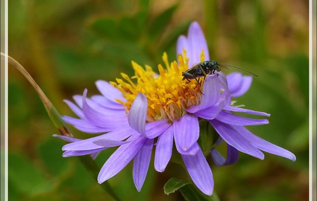 Aster des Alpes (Aster alpinus) et Oedémère noble - Artiga de Lin - Es Bordes - Val d'Aran - Espagne