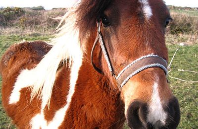 ILE DE BATZ....... Séquence chevaux, suite......!!!!!!!