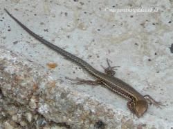 Puzzle lézard