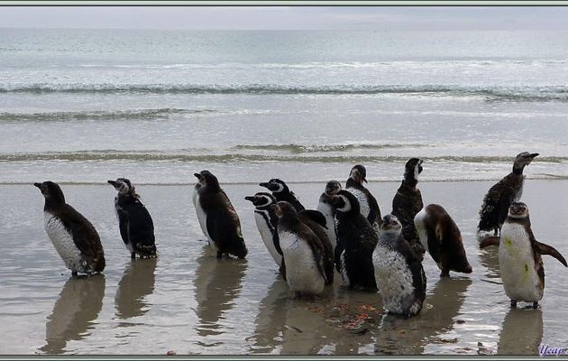 Manchots de Magellan (Spheniscus magellanicus) - Saunders Island - Falkland Islands, Iles Malouines, Islas Malvinas