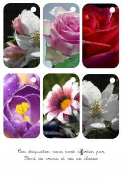 Cartonnettes fleurs et rosée