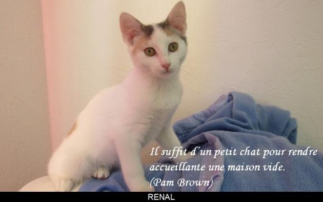 Un petit chat ....