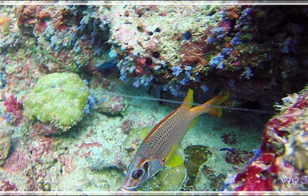 Un problème pour un malheureux Poisson-écureuil - Thudufushi Thila - Atoll d'Ari - Maldives