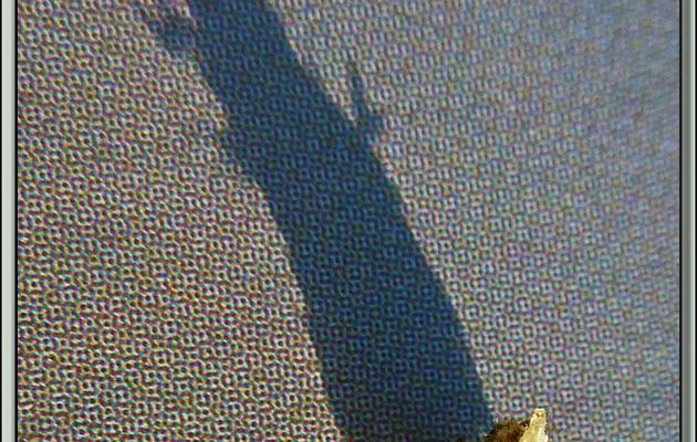 Faune des Pyrénées (Images de mon ancien blog, année 2010)