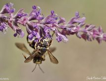 Anthidium  (Megachilidae)