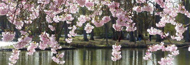 Un printemps très fleuri