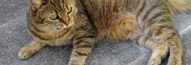 La semaine de Quya : Chat pître 10