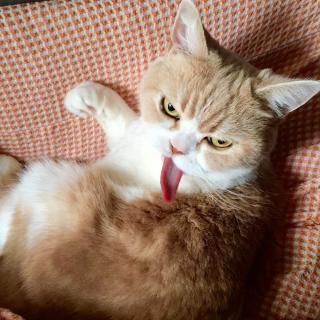 Chat grognon.