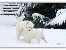  Chiens du Nord