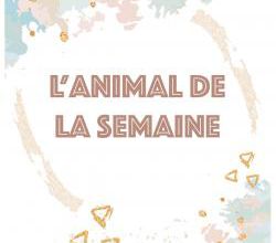 L'animal de la semaine