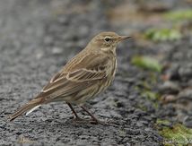 Pipit spioncelle -  Anthus spinoletta - Water Pipit