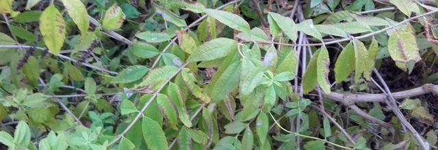  LA VERVEINE 