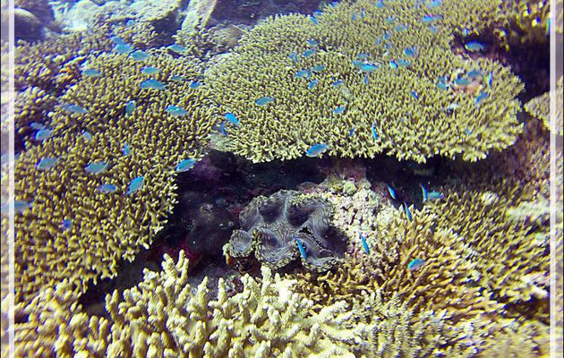 Bénitier accompagné de sa cour de Demoiselles Chromis - Nosy Mitsio - Madagascar