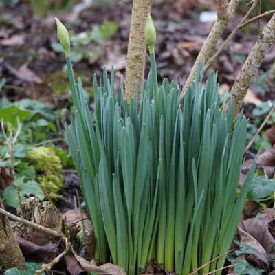 la division des narcisses