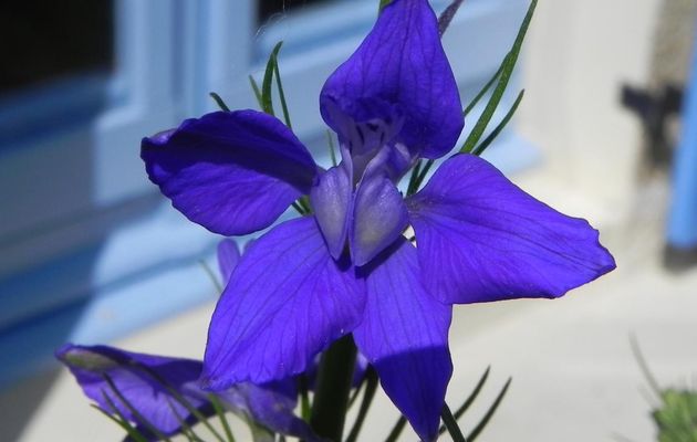 une fleur bleue 