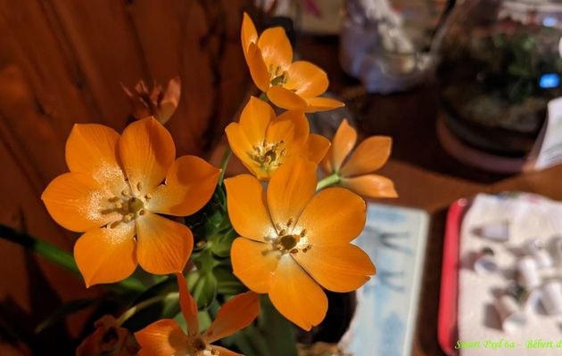 mes photos avec le Pixel 6a de Google
