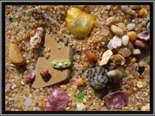 Coquillages de Bretagne (1)